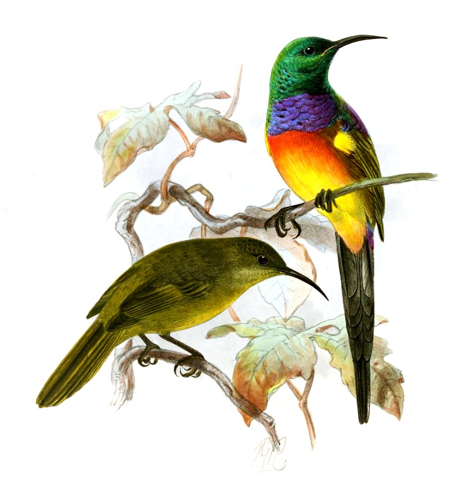 Anthobaphes violacea Keulemans