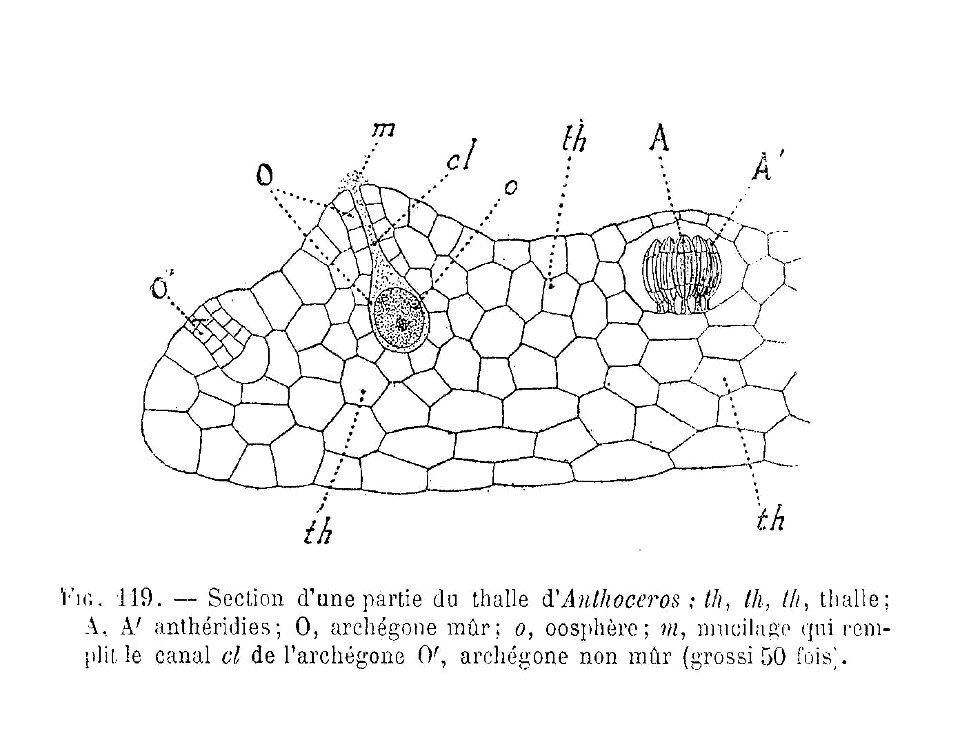 Anthoceros - thalle 1