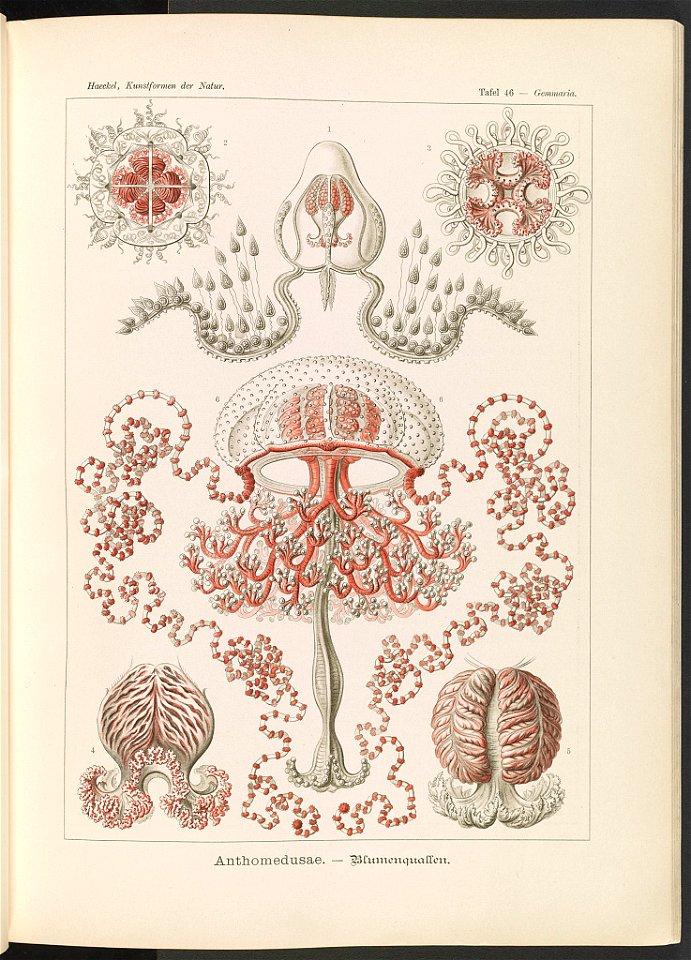 Anthomedusae. - Blumenquallen LCCN2015648932