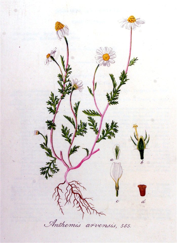 Anthemis arvensis — Flora Batava — Volume v8. Free illustration for personal and commercial use.