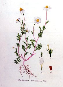 Anthemis arvensis — Flora Batava — Volume v8
