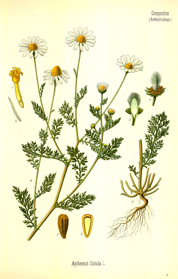 Anthemis cotula - 001x