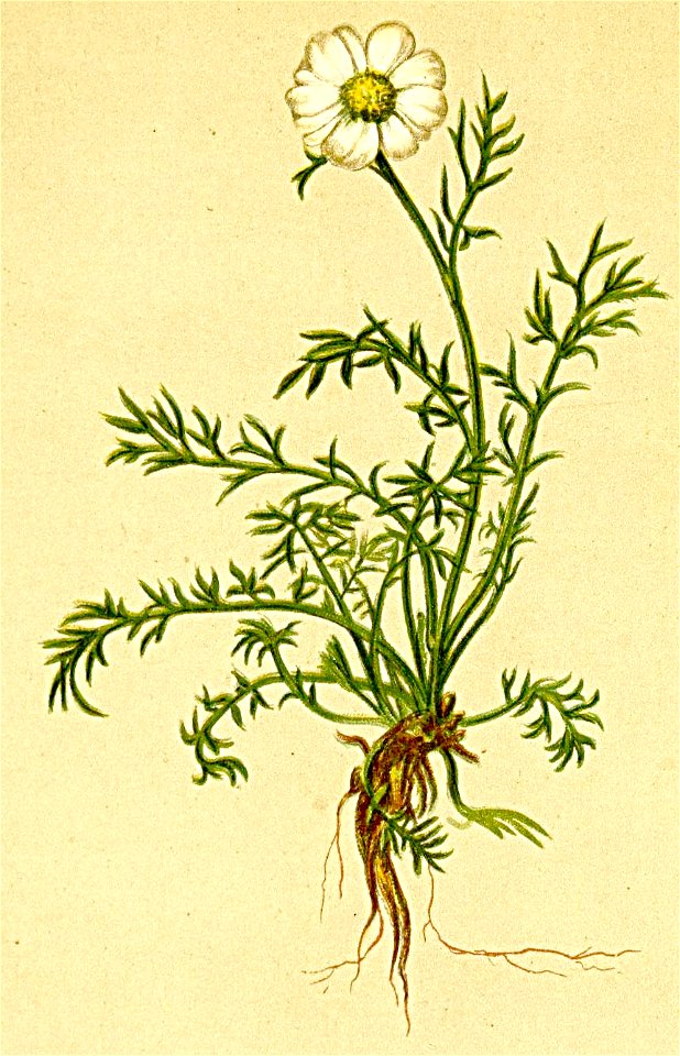 Anthemis styriaca Atlas Alpenflora