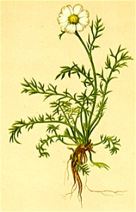 Anthemis styriaca Atlas Alpenflora