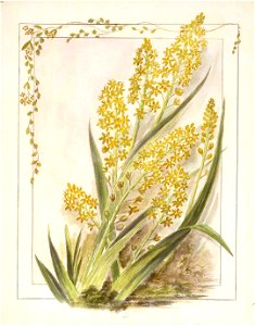 Anthericum hookeri. (1890-1896). by Emily Cumming Harris