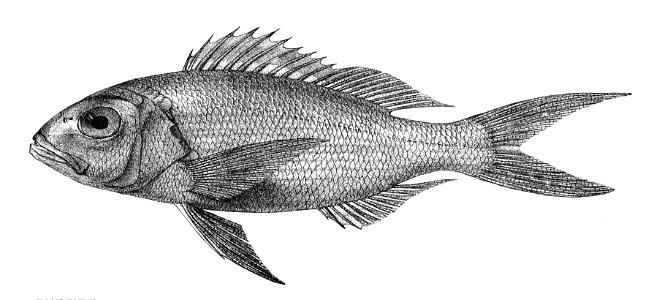 Anthias multidens Ford 7