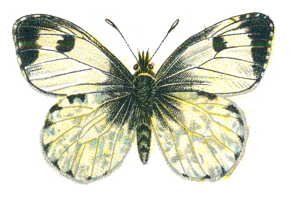 Anthocharis cardamines femelle par Nemos