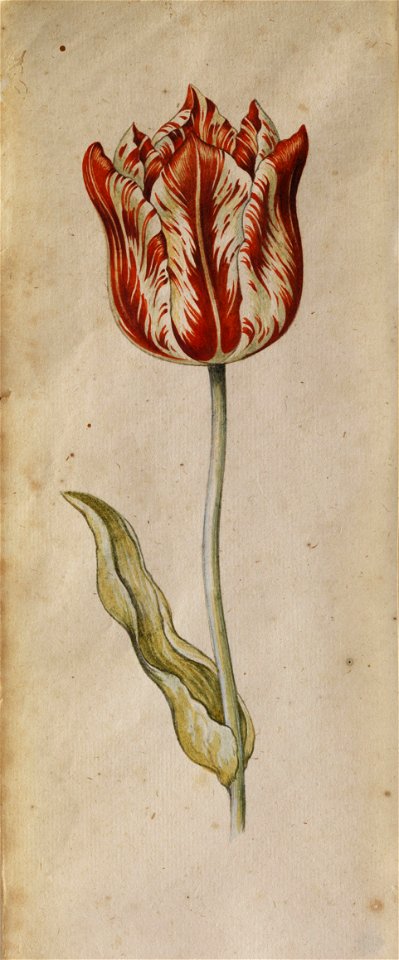 Anthony Claesz I Tulpenstudie