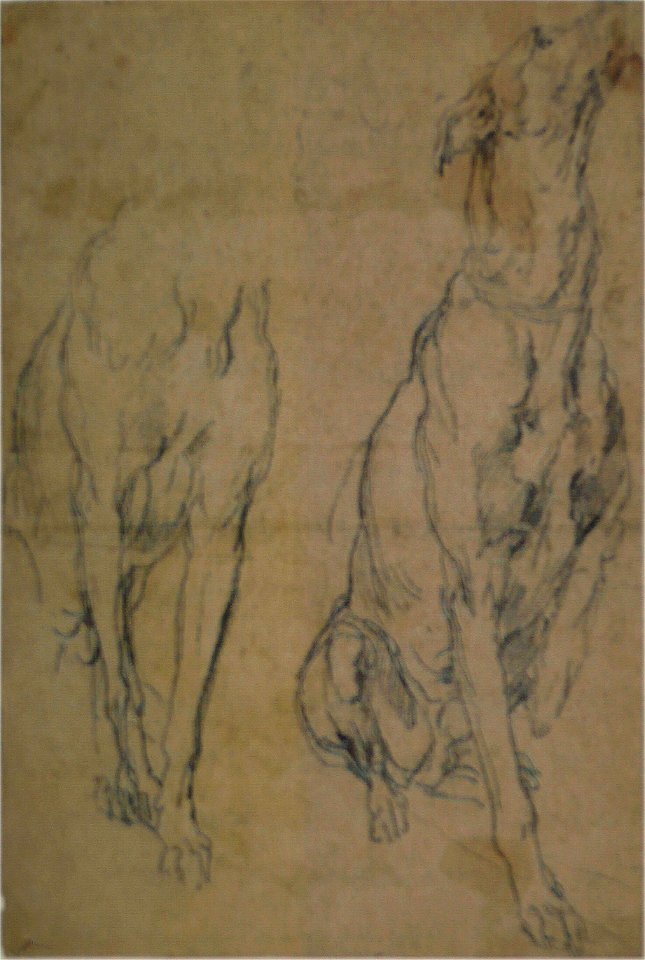 Anthony van Dyck - Studies of a Greyhound