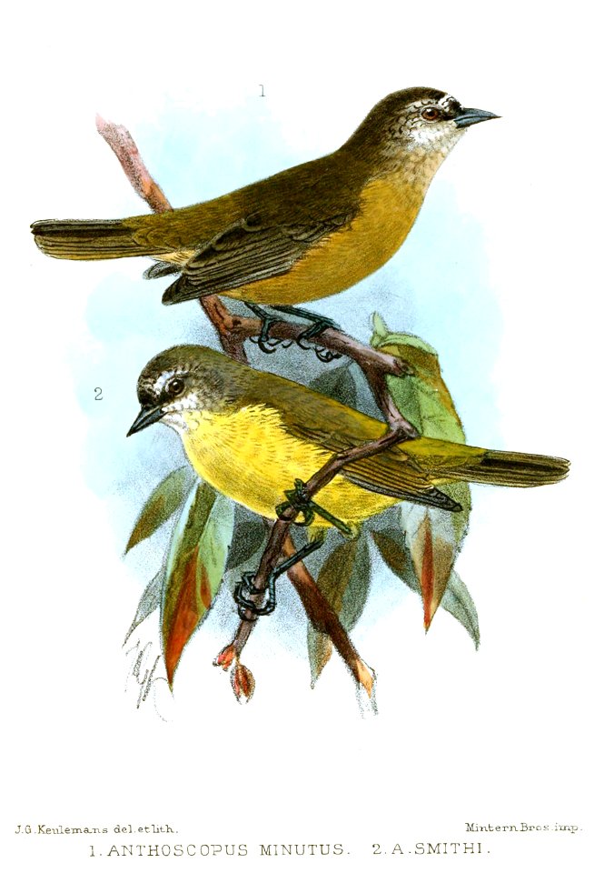 AnthoscopusKeulemans