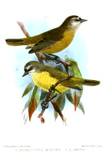 AnthoscopusKeulemans