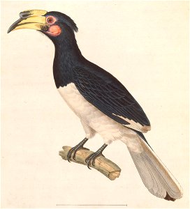 Anthracoceros albirostris convexus 1838