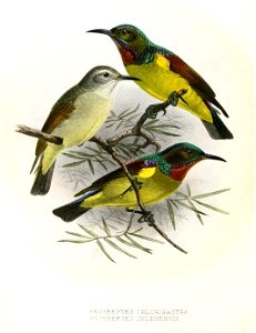 Anthreptes chlorigastra - celebensis Keulemans