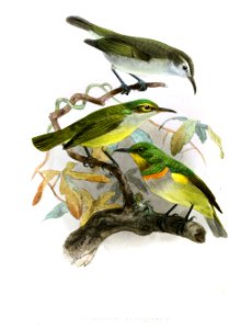 Anthreptes rectirostris Keulemans