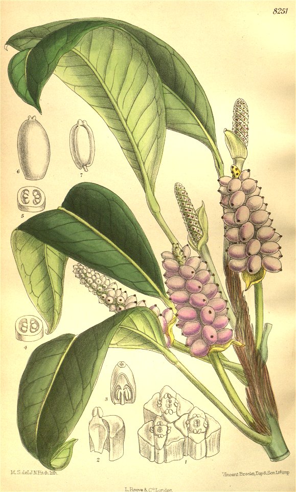 Anthurium trinerve 135-8251