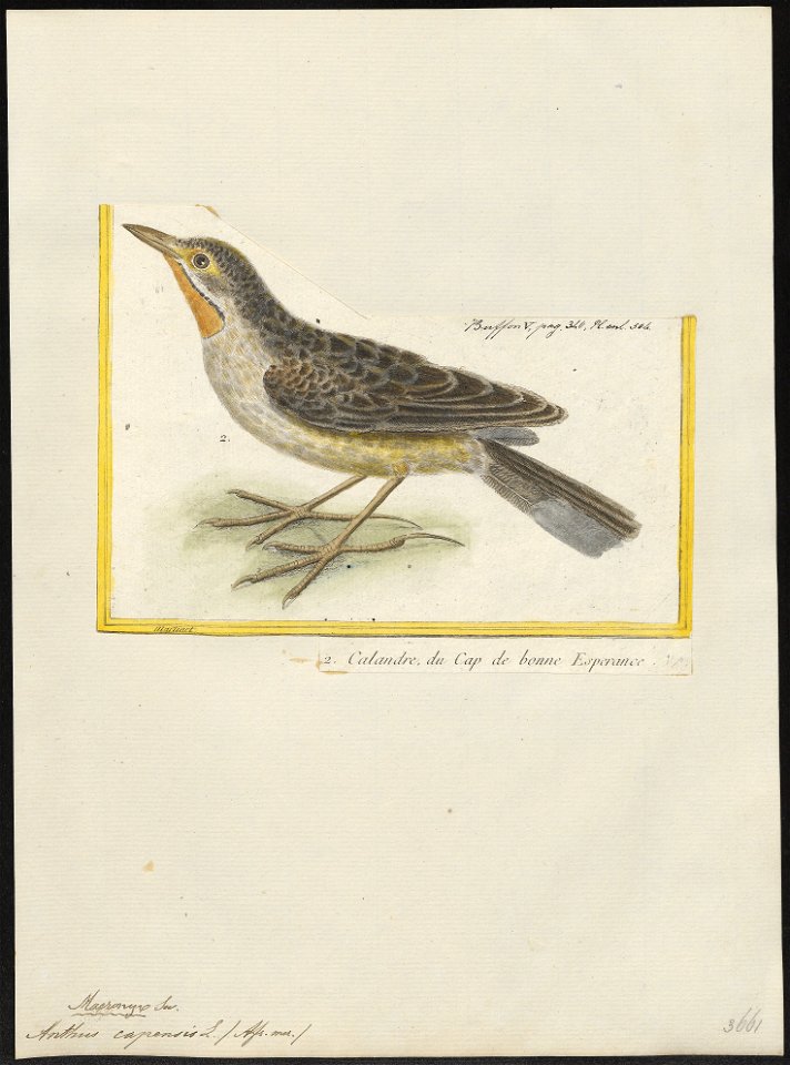 Anthus capensis - 1700-1880 - Print - Iconographia Zoologica - Special Collections University of Amsterdam - UBA01 IZ16300145