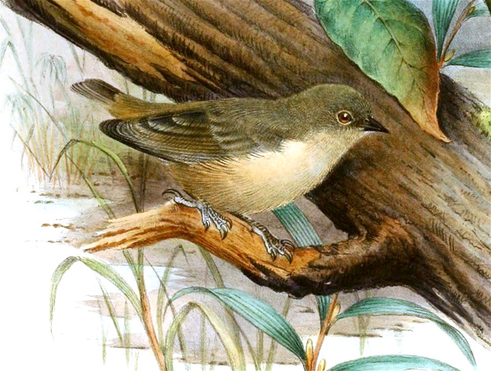 Anthoscopus musculus Gronvold (cropped)