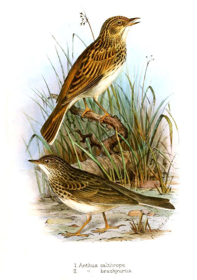 Anthus2 Gronvold