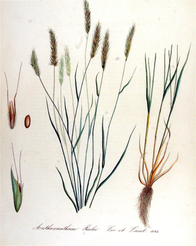 Anthoxanthum puelii — Flora Batava — Volume v14