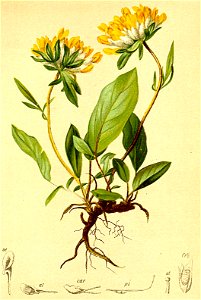 Anthyllis alpestris Atlas Alpenflora