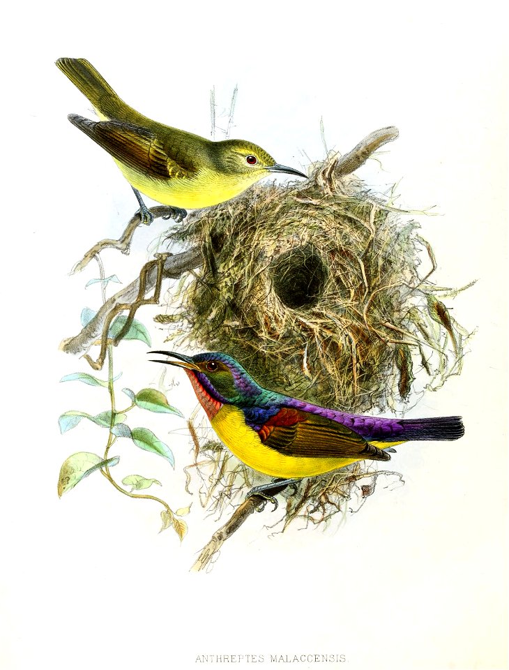 Anthreptes malacensis Keulemans