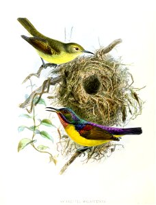 Anthreptes malacensis Keulemans