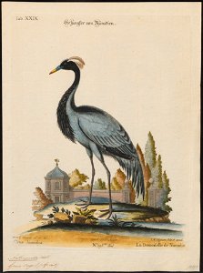 Anthropoides virgo - 1700-1880 - Print - Iconographia Zoologica - Special Collections University of Amsterdam - UBA01 IZ17300125