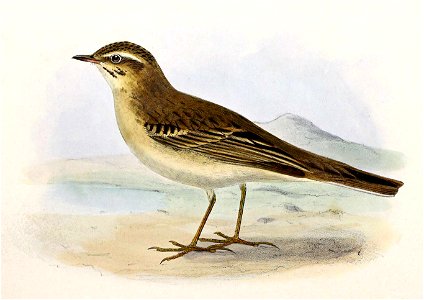 Anthus campestris 1876