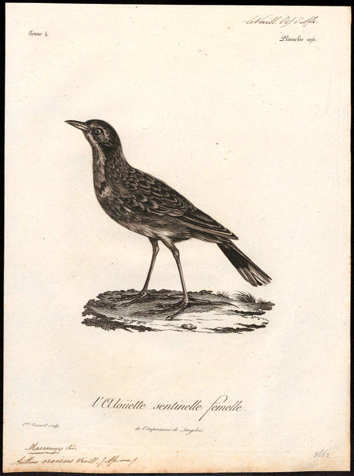 Anthus croceus - 1796-1808 - Print - Iconographia Zoologica - Special Collections University of Amsterdam - UBA01 IZ16300149