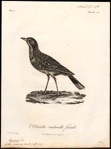 Anthus croceus - 1796-1808 - Print - Iconographia Zoologica - Special Collections University of Amsterdam - UBA01 IZ16300149