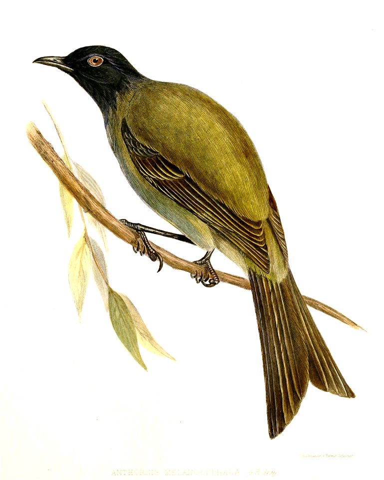 Anthornis.melanocephalus