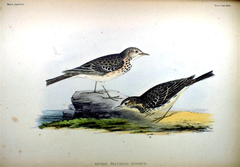 Anthus pratensis japonicus Fauna Japonica