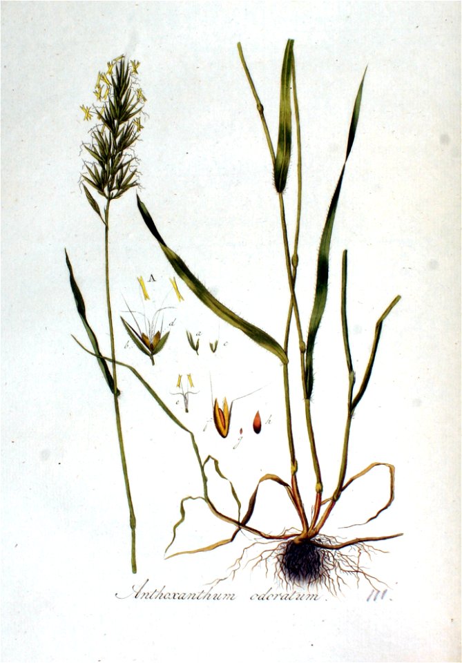 Anthoxanthum odoratum — Flora Batava — Volume v2