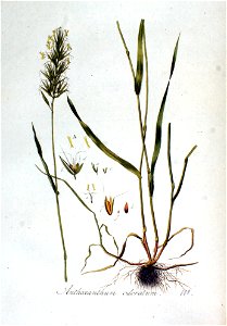 Anthoxanthum odoratum — Flora Batava — Volume v2