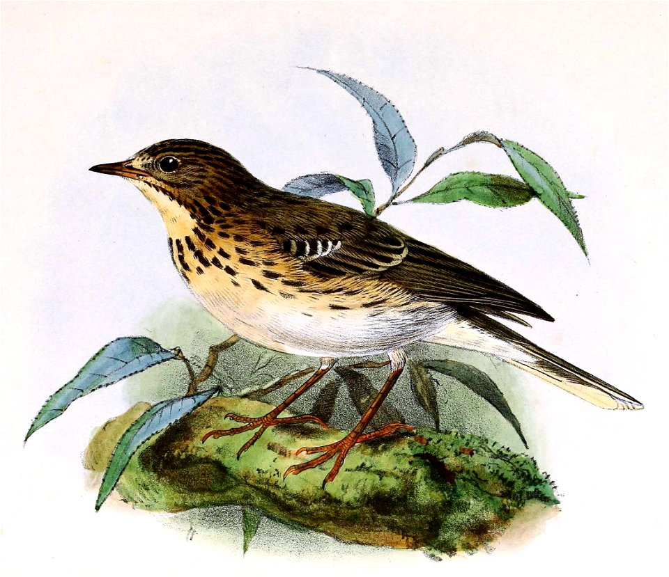 Anthus trivialis 1873