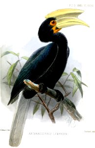 AnthracocerosLemprieriKeulemans