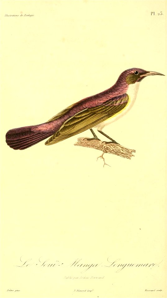 Anthreptes longuemarei 1831