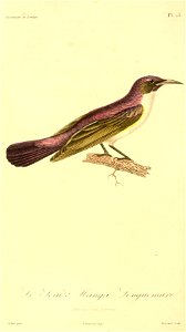Anthreptes longuemarei 1831