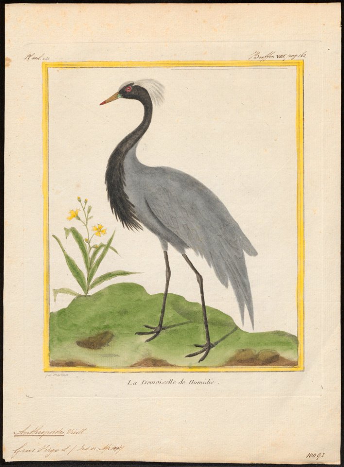 Anthropoides virgo - 1700-1880 - Print - Iconographia Zoologica - Special Collections University of Amsterdam - UBA01 IZ17300121
