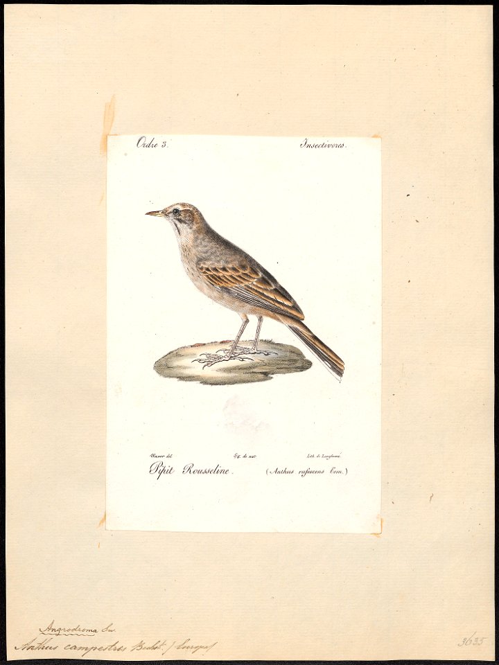 Anthus campestris - 1842-1848 - Print - Iconographia Zoologica - Special Collections University of Amsterdam - UBA01 IZ16300169