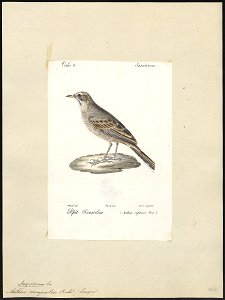 Anthus campestris - 1842-1848 - Print - Iconographia Zoologica - Special Collections University of Amsterdam - UBA01 IZ16300169