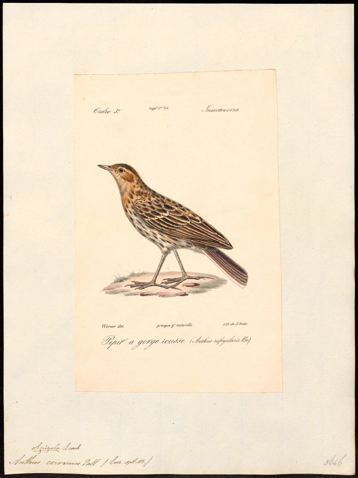 Anthus cervinus - 1842-1848 - Print - Iconographia Zoologica - Special Collections University of Amsterdam - UBA01 IZ16300161