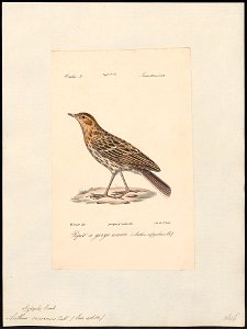 Anthus cervinus - 1842-1848 - Print - Iconographia Zoologica - Special Collections University of Amsterdam - UBA01 IZ16300161