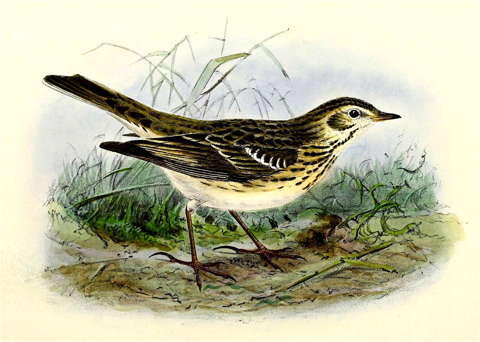 Anthus pratensis 1876