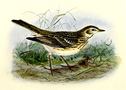 Anthus pratensis 1876