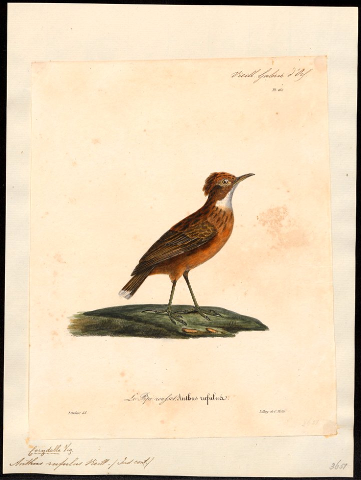 Anthus rufulus - 1825-1834 - Print - Iconographia Zoologica - Special Collections University of Amsterdam - UBA01 IZ16300143