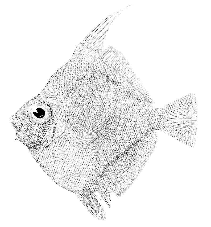 Antigonia eos