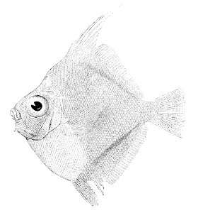 Antigonia eos