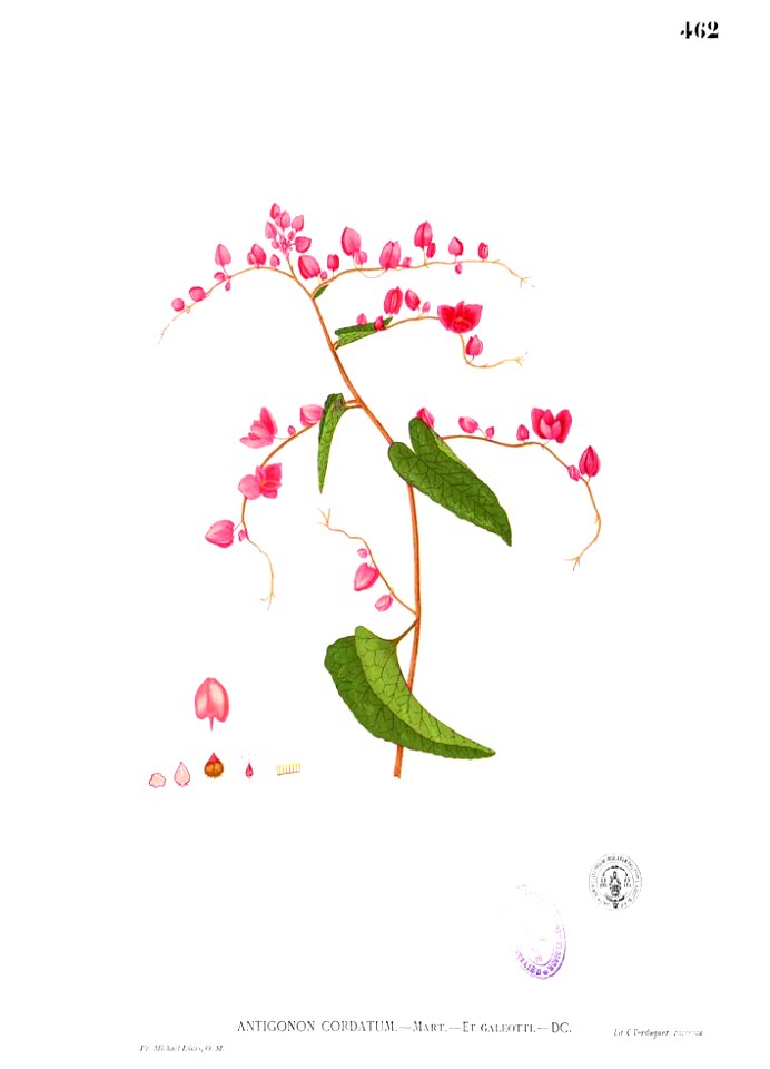 Antigonon cordatum Blanco2.462