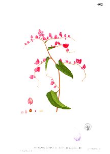 Antigonon cordatum Blanco2.462